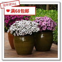 Flower edge Pickles imported species * Pan American * Blue Chrysanthemum * South African Marigold * Emika Sunset Grand Canyon 5