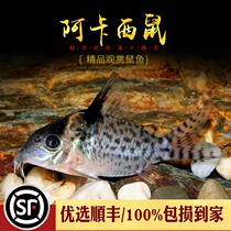 Acacaroo fish long kiss type rat fish cleaning tool fish imports Low-dwelling fish Small tropical ornamental fish living