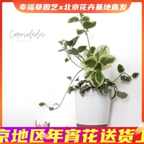 Flower-leaf Vine Changchun Vinca major L perennial cold-tolerant green plant garden balcony Vine 60-70cm