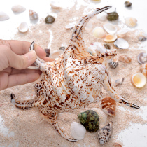 Natural big conch shell hexagon scorpion snail scorpion snail water snail home decoration ornaments fish tank landscaping props