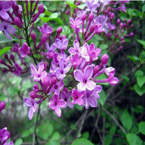 Lilac flower seedlings Fragrant flower seedlings Lilac flower seedlings Lilac seedling seedlings Garden balcony potted flowering green plants