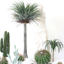  Sicilian simulation plant cactus fairy column Desert green plant landscaping combination Shopping mall window decoration potted plant