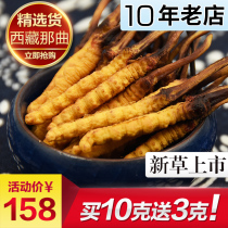 10 gr delivery 3 gr] selected] 4-1 gr-head period grass hay in the Chinese caterpillar fungus Tibetan naven