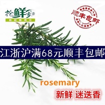 Rosemary seasoning Fresh edible verbena Western spice (100g)Jiangsu Zhejiang and Shanghai 5 pieces mail