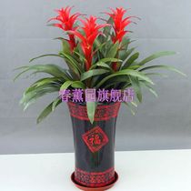 Hongyun Dangtou green plant potted flower plant indoor living room hydroponic plant Red Star pineapple aquatic plant potted flower