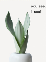 Nordic style white jade tiger Pilan small potted indoor radiation resistant shade plant purification air formaldehyde flowers