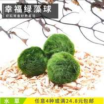 Ornamental aquatic plants Green algae Green algae ball net cobblestone green carpet Moss Green algae ball colonization Shrimp tank supplies 2042