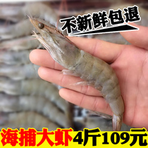 Fresh wild prawns fresh Live base shrimp sea catch prawns live shrimp green shrimp prawns sea shrimp seafood aquatic products