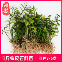 1 kg of Dendrobium seedling edible with leaf roots 500 grams of planting seedlings fresh Dendrobium orchid flower pot plant