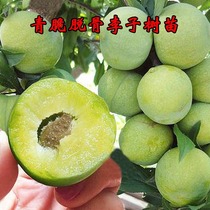 Early ripening bee sugar grafted red planting seedlings Green Guizhou North and south Li Miao boneless crispy saplings Plum plum crisp six horses