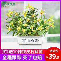 Dendrobium huoshan Dendrobium flower dendrobium seedlings potted 3 years planting seedlings 20 edible indoor seedlings