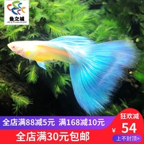 Guppies Guppies Live guppies Live free mail male and female pair Sky Blue sky Sky blue guppies