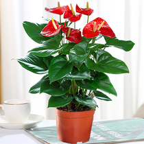  Anthurium White palm potted plants Indoor flowers Good hydroponics Smooth sailing Large pots of water cultivation four seasons evergreen green plants