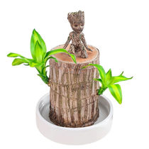 Brazilian Wood water-raising potted Groot Tree Man indoor flowers good green plants lucky Wood Four Seasons hydroponic plants