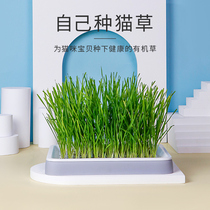 Cat grass seeds Hydroponic Catnip Cat snacks Hair removal spheroidizing hair cream Cat grass seeds Potted plant set Cat supplies