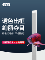 Sub-white red Arowana Professional arowana light color guide light Special led light Fish tank light Waterproof lighting Diving brightening light