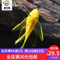 Fish City Fish tank algae removal master shaped fish Blue-eyed sail Blue-eyed sail Angel golden beard