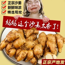 Zhengzong Guangdong Maoming Fresh Sand Ginger Mountain Nai White Cut Chicken Seasoned ingredients Seedable Sand Ginger