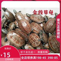 Tortoise Live Pet Tortoise Wai Tang Chinese Grass Tortoise Cold Water Golden Line Tortoise Ornamental Tortoise Lucky Tortoise Long-lived Ink Tortoise