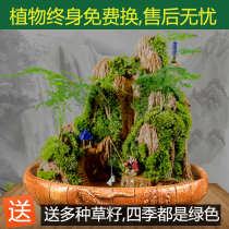 Mini bonsai water absorbent stone rockery bonsai ornaments water stone fish tank running water plant original stone potted