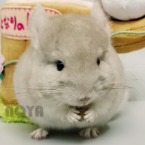 In-store inventory upgrade takes about 20 days