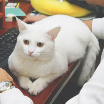 Postage link customer service guidance to use the wrong shot