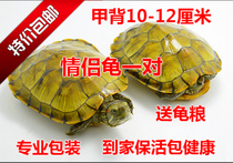 Big gold Brazilian tortoise living pet turtle water tortoise living Golden Turtle Pair 10-11cm