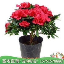 Four seasons flowering azalea rhododendron seedling potted indoor garden plant Du Juan flower tree-like pot with bud delivery