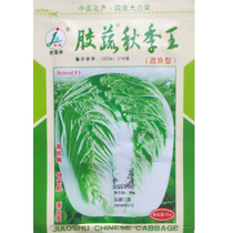 Gum vegetable Autumn King Chinese cabbage seed seed flavor unique Fruit Cabbage Spring Autumn sown organic vegetable balcony