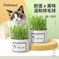 Cat grass has been planted Hydroponic boxes Canned ready-to-eat snacks Cat supplies Mint potted seeds Hair removal balls flake hair