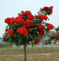 Courtyard large bonsai moon gardening tree stump type flower seedling outdoor tree flower rose Four Seasons tree tree branch planting show