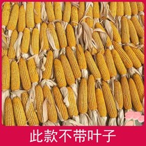 Rural dry corn old corn cob dry corn cob decoration corn cob farmhouse props corn