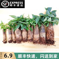 Fortune tree stump tree head sapling indoor plants flower small bonsai potted large living room ornaments single pole without Basin