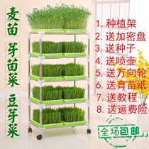  Balcony vegetable rack Multi-layer balcony vegetable sprouts sprouts beans sprouts bean seedlings wheat seeds soilless vegetable cultivation
