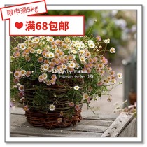 Floral pickles to import flower seeds * German Benary * Caribbean Fly * wave light 10 grains