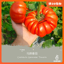 Heirloom seed Chaoshan old variety Horseshoe Tomato Tomato Tomato balcony vegetable seed savior