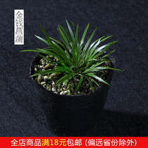 Money calamus leaflet Calamus calamus potted plant material miniature bonsai room tea table clear for literati grass