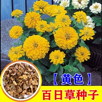 Zinnia seed yellow zinnia seed Zinnia landscape flower sea flower seeds Four Seasons easy to live