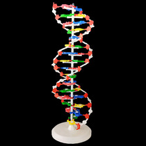 DNA structure model large high 60cm diameter 20cm J33306 Double Helix 60cm high school base pair genetic gene biology teaching tools
