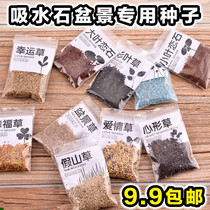  Sheung Shui stone absorbent stone rockery grass seed bonsai micro-landscape potted grass seed plant Pearl grass bowl lotus moss powder