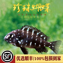 Pearl butterfly fish Sanhu Citaine snapper blue noodles Black and white Butterfly Cimapia Tanhu Ornamental Tropical Fish Living