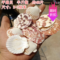 Mediterranean decorative shells natural conch colored scallops 3-6cm platform fish tank decoration