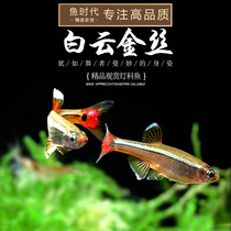 Fish era] white cloud golden silk cold water fish light corfish to watch the fish native fish for a new hand sloth and dont