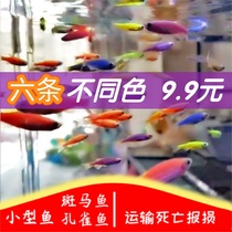 Tropical fish Small fish Live guppies Zebrafish Grass tank Freshwater pet small fish Tropical ornamental fish Good to raise