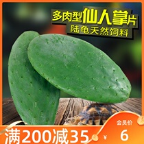 Tortoise feed Tortoise food Fresh succulent thorn-free edible cactus Pesticide-free Tortoise natural food source
