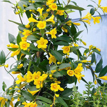 French fragrant yellow flower perfume Jasmine seedlings Climbing vine Hardy four seasons evergreen plants Balcony garden climbing flowers