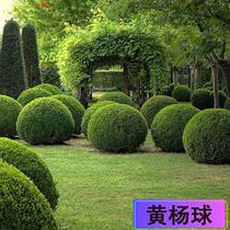 () ball sapling small leaf gold spherical sapling courtyard with green melon in all seasons evergreen and cold winter green