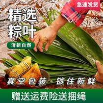 Rice dumplings rice dumplings Glutinous Rice Dumplings Fresh Large vacuum Leaf Ladle Zongzi leaf Dry large glutinous rice dumplings Home Wholesale