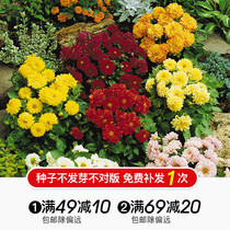 Hongyue flower fleshy seeds Dahlia Curu Juan jade butterfly meat seeds spring and autumn sowing double season can be sown