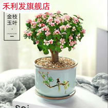 Golden branches and jade leaves Old pile succulent potted plants Voluptuous pile dance of joy Succulent combination Office indoor green plant bonsai